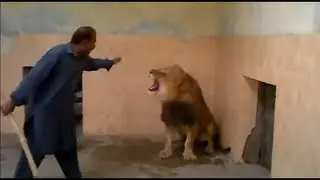 L&ouml;we greift an / Mann gegen L&ouml;we