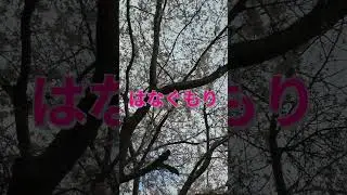 Hazy weather in SAKURA season in Tokyo @ SecretJAPAN #spring #sakura #tokyo2025