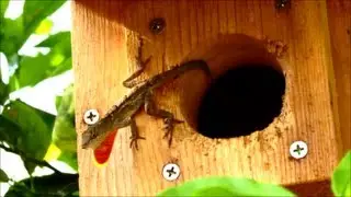 Brown Anole Lizard Courtship Display in Woodpecker House