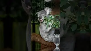 2022 Koala Bear vs 5000 bc Koala Bear 🧸 ShortZone 🧸 4k quality #shorts #viralshorts #fyp #short