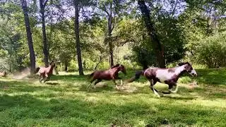 Camp In Motion Equestrian Style