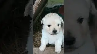 Най сладките кученца #малки #куче #dog #домашниеживотные