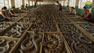 Chinese Farmers Raise And Process Millions Of Snakes This Way