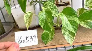 (植栽539) 1月20日(二)大理石黃金葛尾端延伸很長前面也開始出現耗葉！
