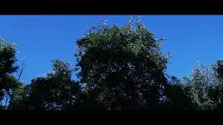 ABEJA
