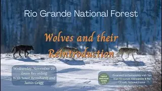 Forest Specialist Series: Wolves and their Reintroduction