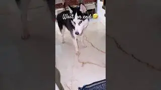 Wait for end 🤣🤣🤣 #ytshorts #shorts #husky