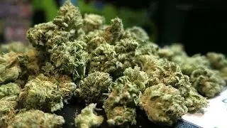 THE WEED EXPERIMENT!