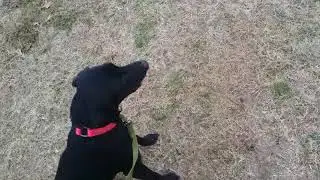 Remi walking fetch with stick pressure