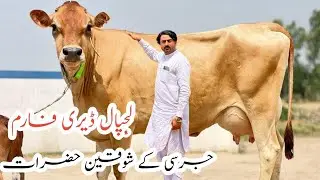 Lajpal Dairy Farm | Jersey cows And Friesian cows | Viral content 