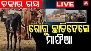 🔴LIVE ||  ଚଢାଉ ଭୟ, ଗୋରୁ ଛାଡି ଦେଲେ ମାଫିଆ || BADA KHABAR TV