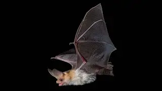 Bats