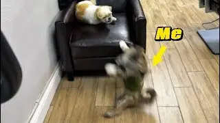 Every Animal My Dog Has Ever Met (Photo Compilation) ✨CUTE ✨