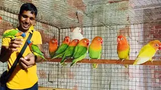 Naya bird lekar aaya  Lorikeet parrot // hand feeding cocktail bird // New farm kabutar  progress 