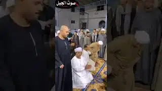 ياحمام بتنوح ليه. صوت الجبل جمال سالم. ٠١٠٠٥١٩١١٣١