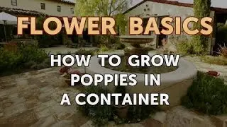 How to Grow Poppies in a Container