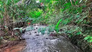 Relaxing Nature Sounds for Stress Relief 🌼 Natural River Soundscape for Soothing the Nervous System