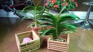 Vanda Rothschildiana moved into wooden basket