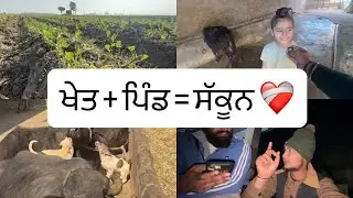 ਪਿੰਡ ਖੇਤ ❤️ #vlog #pun#farmingvlogs #shorts 