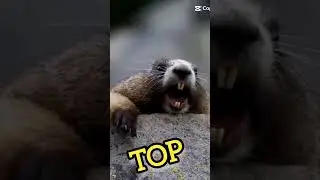 MARMOTA GRITA:  VOC&Ecirc;  &Eacute;  TOP - MANDA PARA OS SEUS AMIGOS 