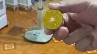 Cat and lime