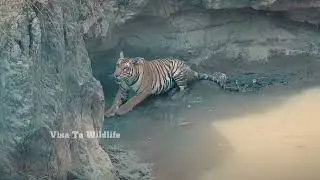 Tiger Attacks by Listening to Loud Ghazal & Makes An Charge.... Survived By God's Grace😰😰😰😰😰