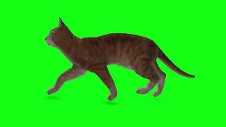 Cat Walk Greenscreen #greenscreen #ekanimationstudio #yearofyou #cat