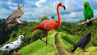Collection of Cute Bird Calls: Budgie, Cockatiel, Parrot, Canary, Nightingale, Mynah & More!