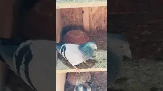 Mascul 2024 - Moraru Daniel (matca) #pigeon #pigeons #porumbei #pericolloft #porumbeivoiajori