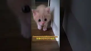 Found & Saved: The Heartwarming Rescue of a Tree Kitten