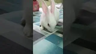 #cute #rabbit #bunny #animals #pets #cuteanimals #highlights#shorts#youtube#youtubeshorts#reels