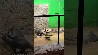 Выдра скучала по своему смотрителю 😭