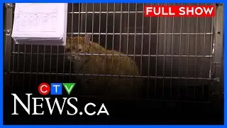 Sask. SPCA raises concerns over animal welfare | CTV News Saskatoon at Six for Dec. 2, 2025