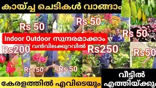 IndoorOutdoor Exotic fruit plant Nursery | ചട്ടിയോടുകൂടി ഇത്രയും വിലക്കുറവിൽ | littlebrothers-dq3td
