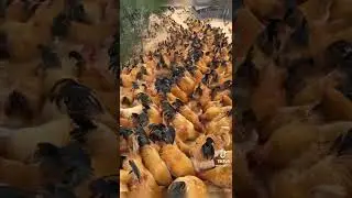 Chicken farming the most unique investments in dry countries like Namibia. For educational purposes