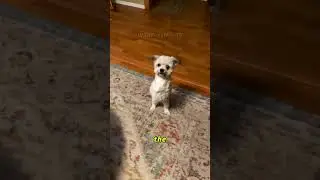 This Dog Walks Only With 2 Legs 🦵🐕  #shorts