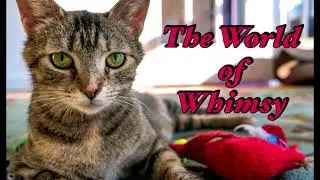 The World of Whimsy &mdash; (Kitten Academy Class &ldquo;Whimsical Wiggles&rdquo;)