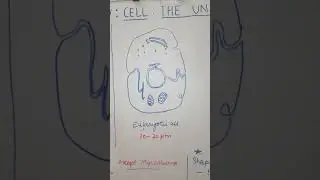 CLASS 11 BIOLOGY: CELL: THE UNIT OF LIFE : PROKARYOTIC CELL