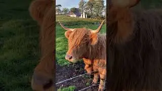 Cow video #cow #milk #grass