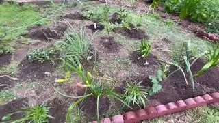 Как я расширяю свой цветник &mdash; Сад на заднем дворе #проектвыходных #хобби #садоводство #освежениеболи