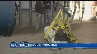 Emergency rescue training for elephants at Cheyenne Mountain Zoo