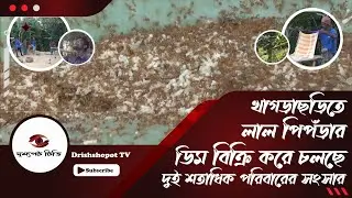 লাল পিপঁড়ার ডিম বিক্রি করে চলছে দুই শতাধিক পরিবারের সংসার | Red Ant Egg Caviar | Khagrachari