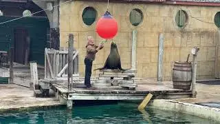 Marvellous sea  lion Marvin. Flamingo Land. England