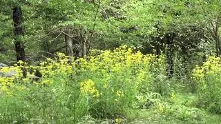ポール・スミザー　ピクチャレスクガーデン　No.13