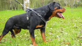 Rottweiler wears Stylish Leather Dog Harness with Spikes