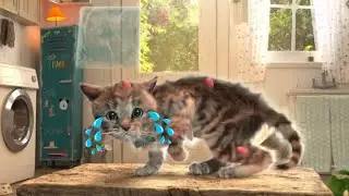 Exploring the World with Fluffiness: A Day in the Life of a Playful Kitten 🐾