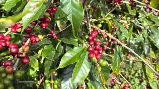 Hvordan v&aelig;lger du kaffeb&oslash;nner?