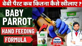 तोते के बच्चे को क्या खिलाए | Baby Parrot Ko Kya Khilaye | Baby Parrot को क्या खिलाये Hand Feeding