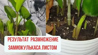 Замиокулькас листочками шикарный результат . 😍🔥 Как размножить замиокулькас.