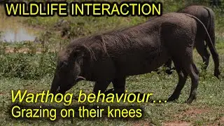 Wild Warthogs Of South Africa: Fascinating Behavior And Interactions On africanwildlifeonline